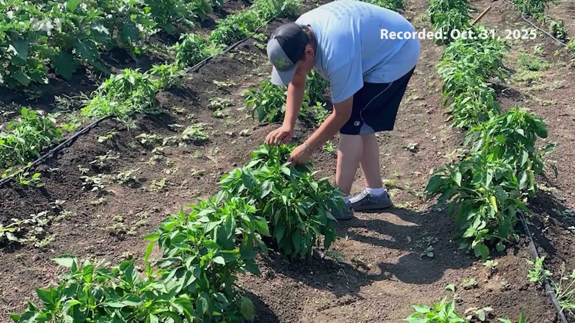 ICT Newscast: "SNAP, et al"