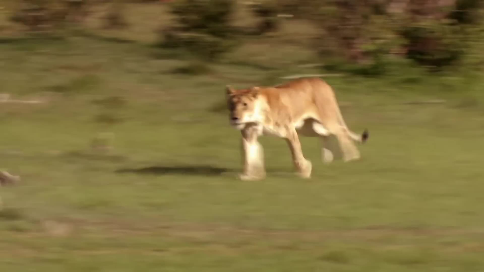 Thumbnail image for Apex Predator: "The King Of The Cats"