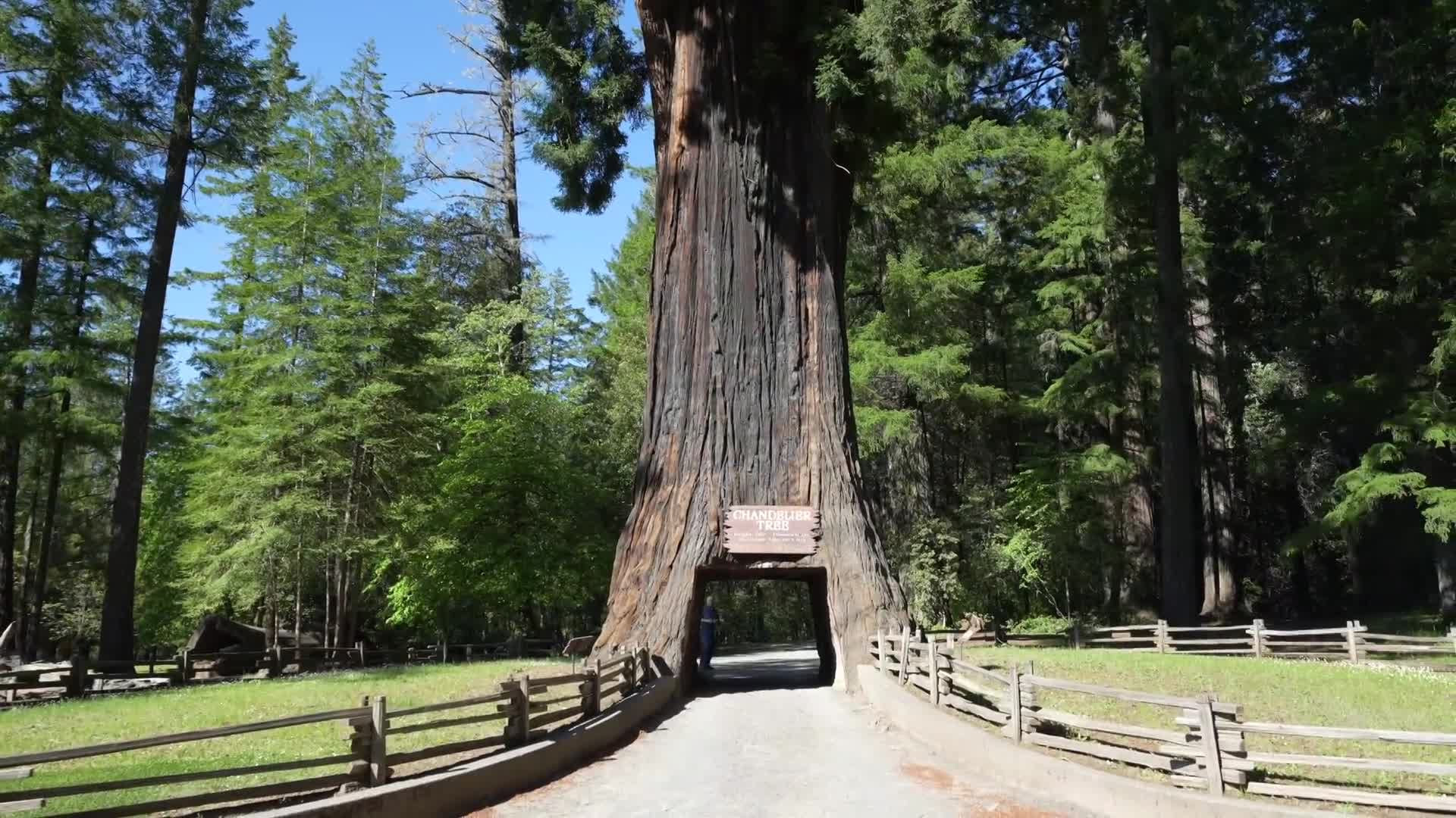 Pacific Coast Highway 1: "A 7-Day Road Trip Along The California Coast"