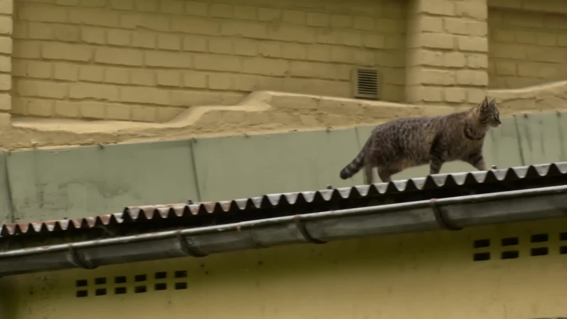 Follow Your Cat: "What Felines Get Up To"