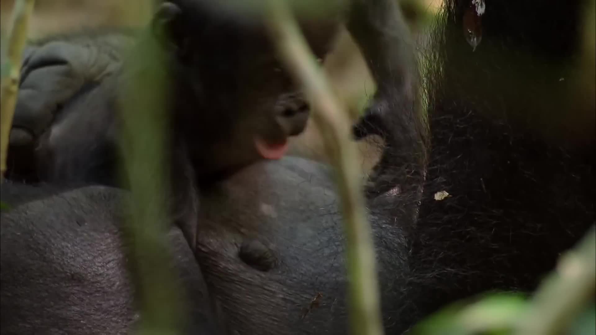 Wild Congo: "Part 2 - King Kong's Lair"